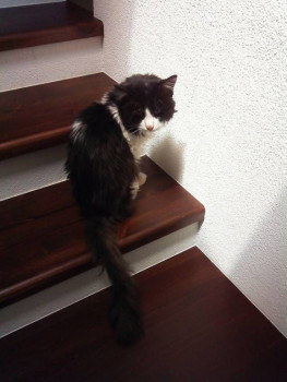 Следы их лапок навсегда в наших сердцах. Об ушедших питомцах - mTXFkdXBFc4.jpg