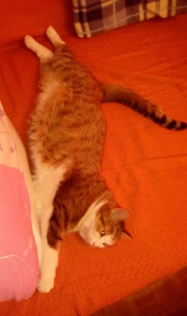 Следы их лапок навсегда в наших сердцах. Об ушедших питомцах - Screenshot_2022-04-10-11-53-52-00_99c04817c0de5652397fc8b56c3b3817.jpg