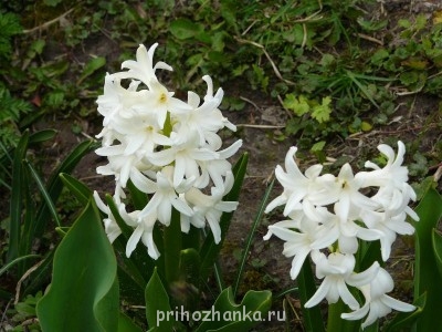 Декоративные садовые растения. - P1080935.JPG