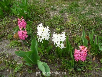 Декоративные садовые растения. - P1080932.JPG