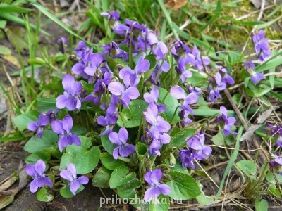 Декоративные садовые растения. - P1080929.JPG