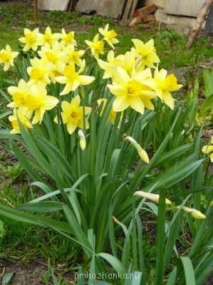 Декоративные садовые растения. - P1080942.JPG