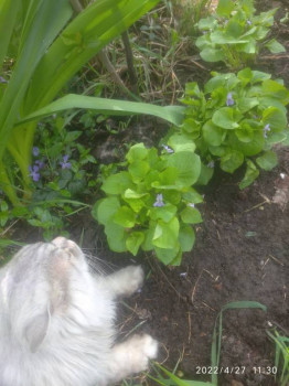 Кого из животных вы содержите? Фото приветствуется. - IMG_20220427_113032.jpg