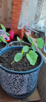 Садово-огородные дела. - 20220429_095335.jpg