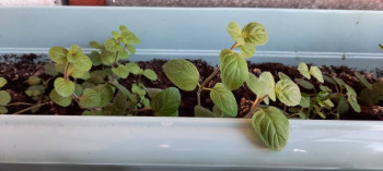 Садово-огородные дела. - 20220429_095936.jpg