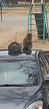 Клуб фелинологов-любителей  - IMG_20220426_144442.jpg