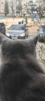 Клуб фелинологов-любителей  - IMG_20220426_144706.jpg