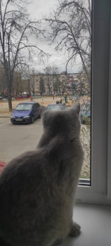 Клуб фелинологов-любителей  - IMG_20220426_144510.jpg