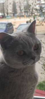 Клуб фелинологов-любителей  - IMG_20220426_144614.jpg