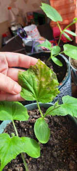 Садово-огородные дела. - 20220504_155303.jpg