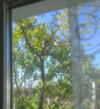 Садово-огородные дела. - IMG_20220504_114547.jpg