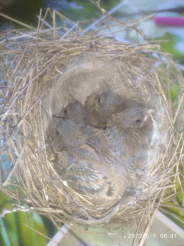 Птичий сад - IMG_20220509_084138.jpg