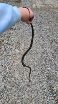 Ужик спал на дороге, пришлось его переселить на обочину