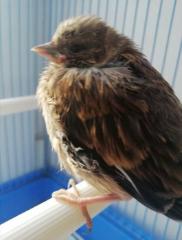 Птичий сад - IMG_20220513_214706.jpg