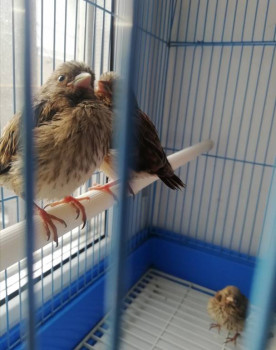 Птичий сад - IMG_20220513_214649.jpg