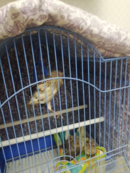 Шурик прыгает по клетке, залетает и сидит в кольце.