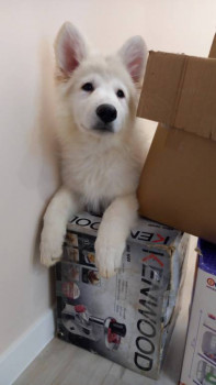 Кого из животных вы содержите? Фото приветствуется. - IMG-20220316-WA0013.jpeg