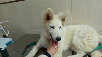 Кого из животных вы содержите? Фото приветствуется. - IMG-20220429-WA0006.jpeg