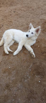 Кого из животных вы содержите? Фото приветствуется. - 20220423_135928.jpg