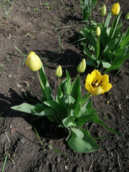 Декоративные садовые растения. - 6iQr5iYLQXIPWtAcj9jS2WbuwiR5zcOybq7-hHtuzgCbkRqao2WlxQ51BObvNo4yZupZzjYCx-lNJ3fcgfZ6E3ip.jpg