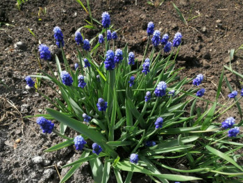 Декоративные садовые растения. - cUKlKkzLKvus47oJ5wpVTYzEqOW7qJKaG2FrUz--cQwNJLFnH9WxK69p8ffk1g2R_btIG1W18GOfT0kGWaUpabm0.jpg