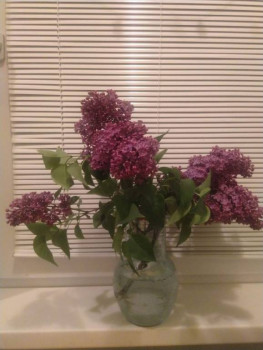 Декоративные садовые растения. - IMG_20220515_210939.jpg