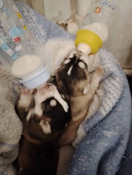 вот такие цуцики у меня