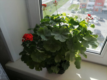 Чем сегодня занимались - IMG_20220518_084707.jpg