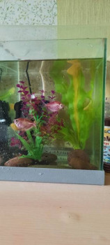 Кого из животных вы содержите? Фото приветствуется. - 20220516_144212.jpg