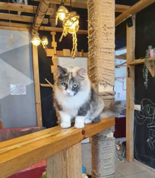 Клуб фелинологов-любителей  - 20220419_120745.jpg