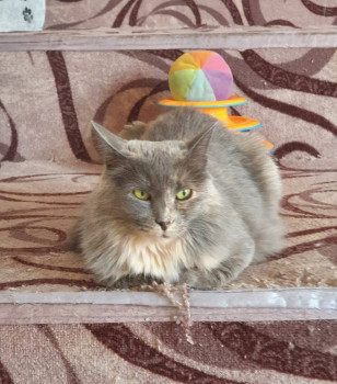 Клуб фелинологов-любителей  - 20220419_115335.jpg