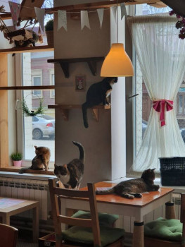 Клуб фелинологов-любителей  - 20220419_115824.jpg