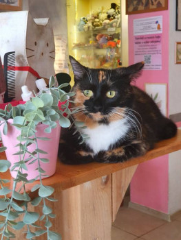 Клуб фелинологов-любителей  - 20220419_114247.jpg