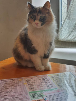 Клуб фелинологов-любителей  - 20220419_114217.jpg