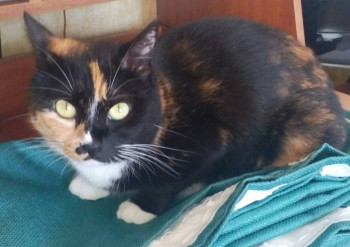 Клуб фелинологов-любителей  - IMG_20220522_163238_857.JPG