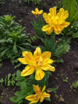 Декоративные садовые растения. - ZKLZGXxB3OQFcx9O4TBUolFVf6ueJXNnZL7qS_aKXPUh6JTTCSJNWuPT_GgsBg1LHAtD-zOhGmzny8pUqNd8rIi4.jpg