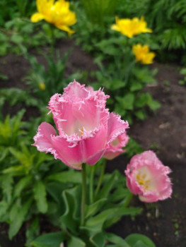 Декоративные садовые растения. - qYOu0yxOvRLGYSSvr0FYieCn5S_9DtNmPOvvfFJiZRO6DGzPJGM0soDAwT-PDiZJw51EOl2X3WJI7r7vgKwj4BGd.jpg