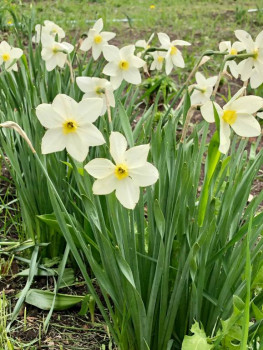 Декоративные садовые растения. - 1653840521436.jpg