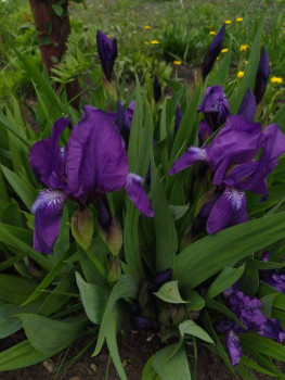 Декоративные садовые растения. - 1653840521449.jpg