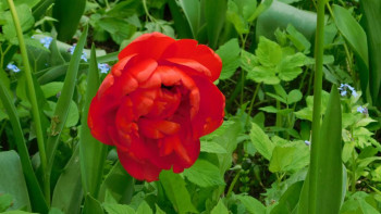 Декоративные садовые растения. - DSCN0917.JPG