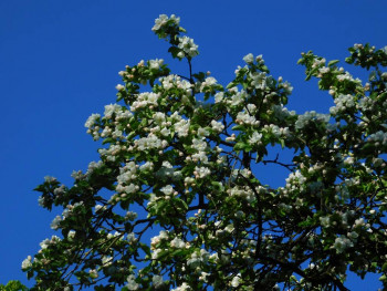 Декоративные садовые растения. - DSCN1102.JPG