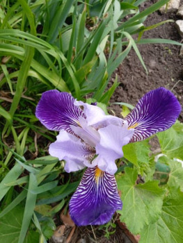 Садово-огородные дела. - IMG_20220608_155352_1.jpg