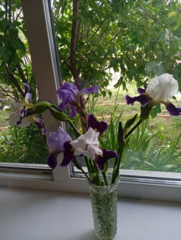 Садово-огородные дела. - IMG_20220606_111104_1.jpg