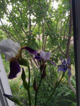 Они так по размеру отличаются, мелкие впервые вижу. Вроде сорт Сибирские гугл выдал.