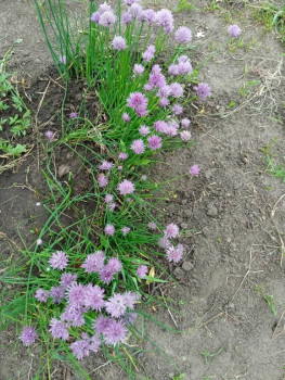 Садово-огородные дела. - IMG_20220608_155624.jpg