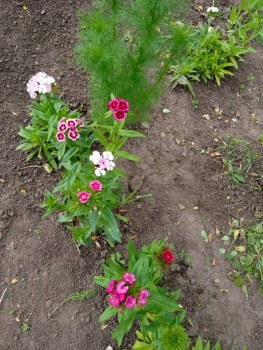 ГвоздИки распускаются