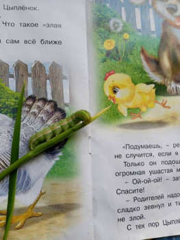 Интересно, долго ли ждать превращения..)