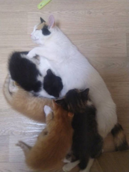 Кого из животных вы содержите? Фото приветствуется. - IMG_20220617_220907.jpg