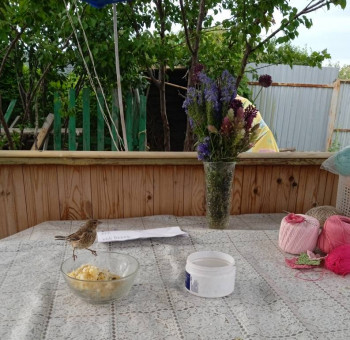 Птичий сад - IMG_20220622_184110.jpg