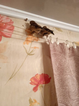 Птичий сад - IMG_20220622_221452.jpg